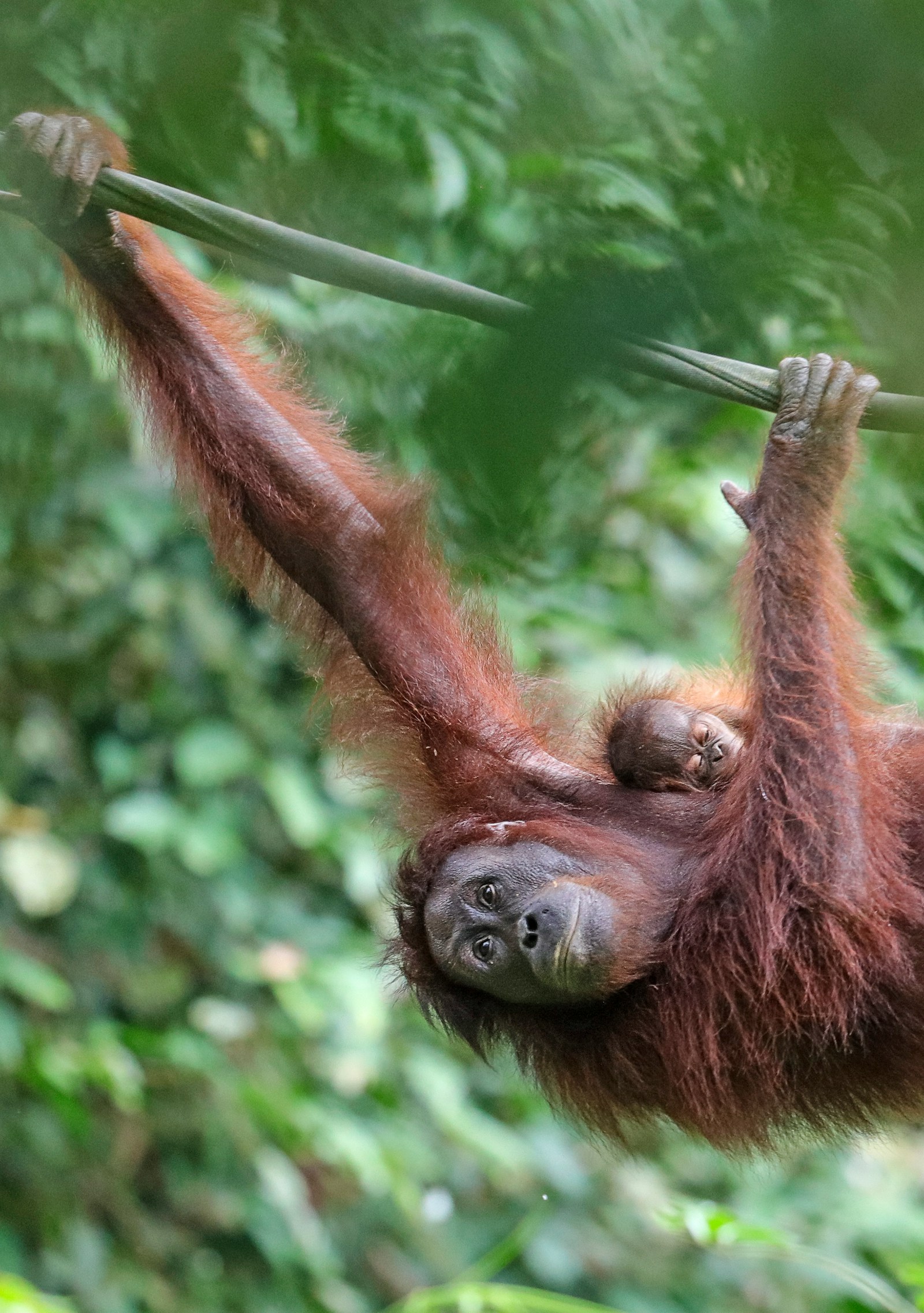 Drifting past orangutans on the Kinabatangan River