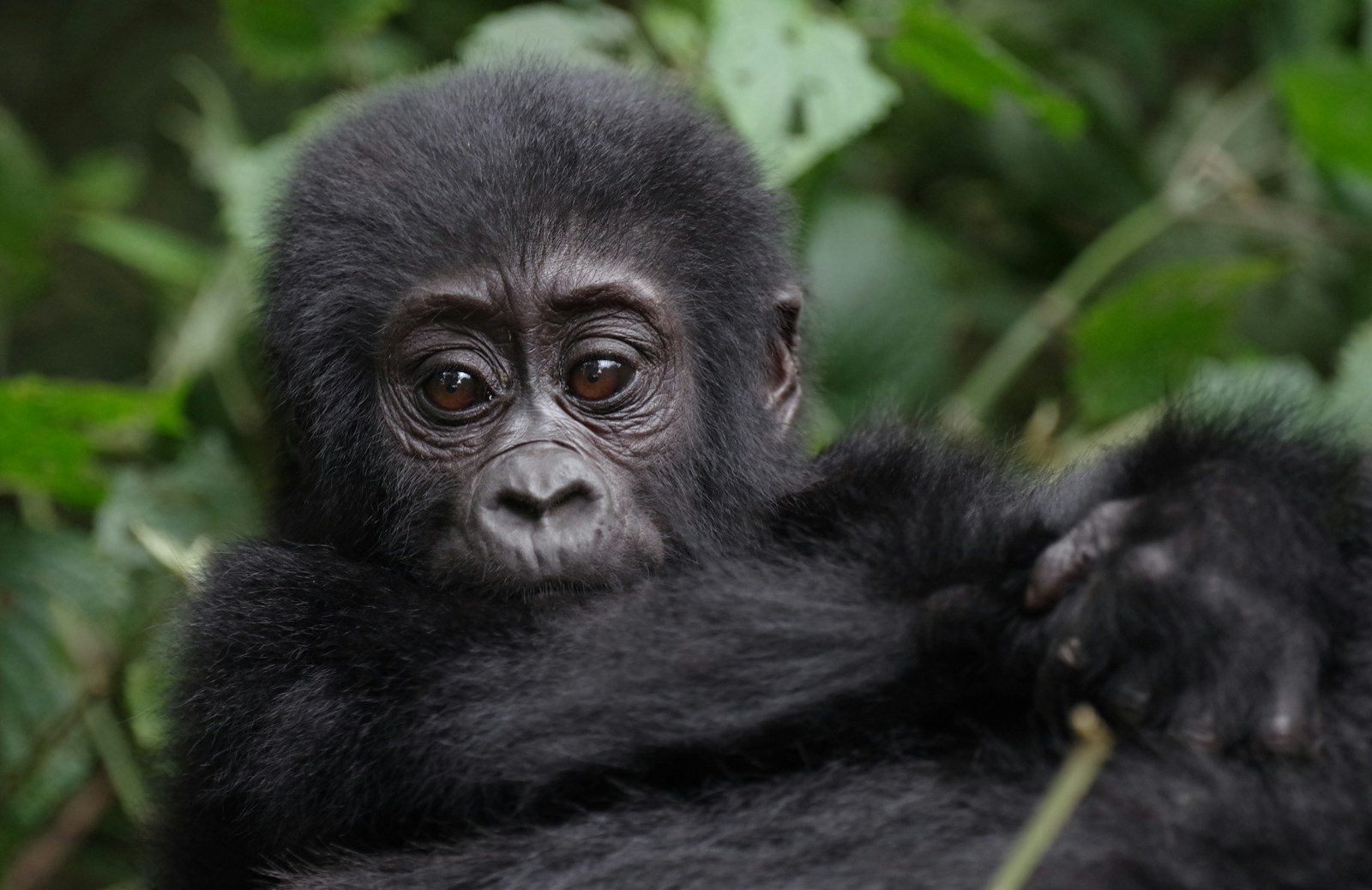 Gorilla Habituation in Uganda's Bwindi Impenetrable Forest