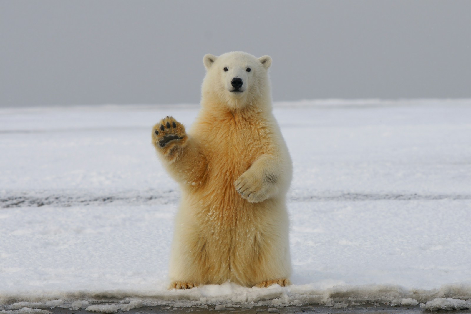 Tundra buggies and polar bears on the shores of Hudson Bay