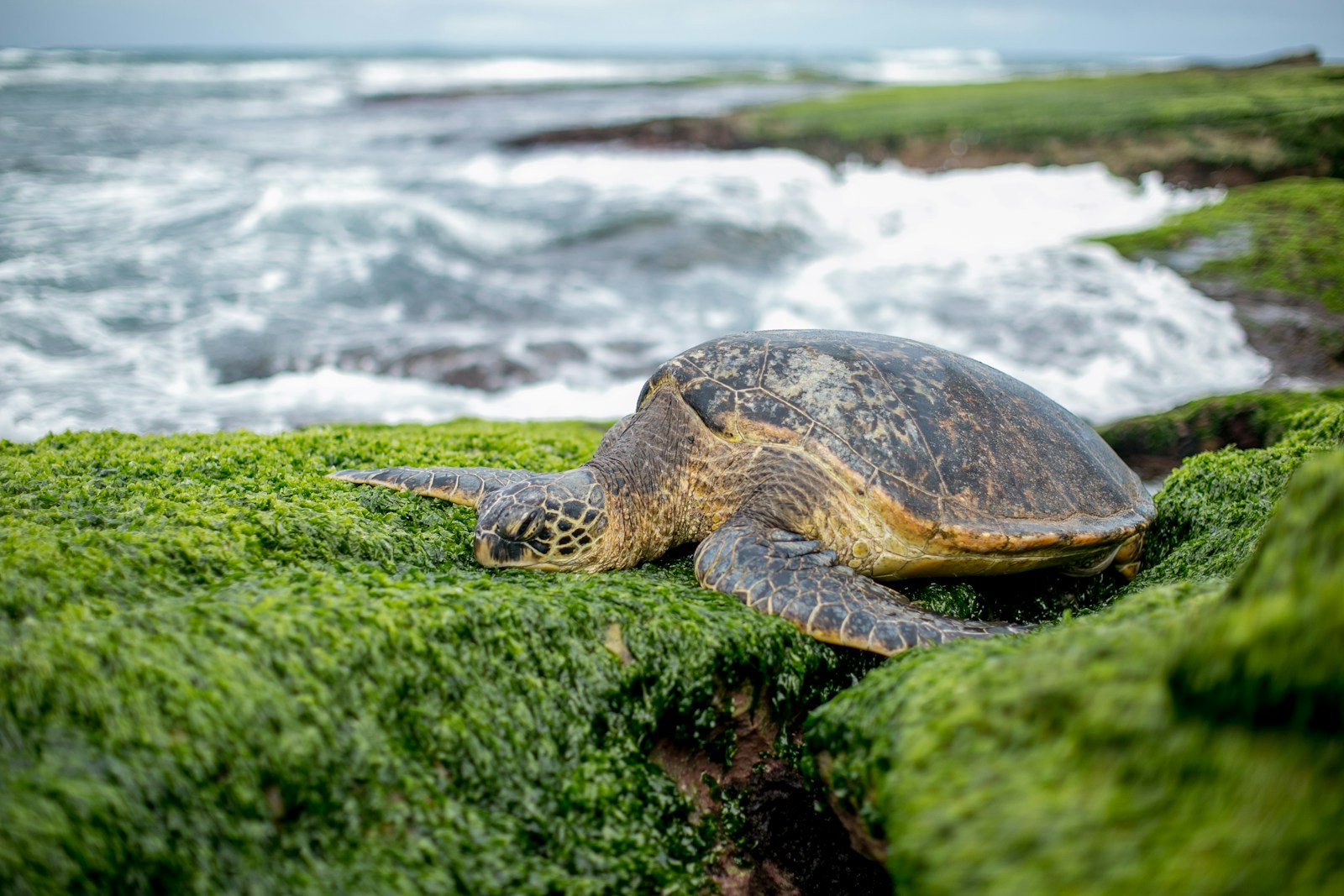 Watching Leatherback Turtles Nest on Costa Rica's Caribbean Coast