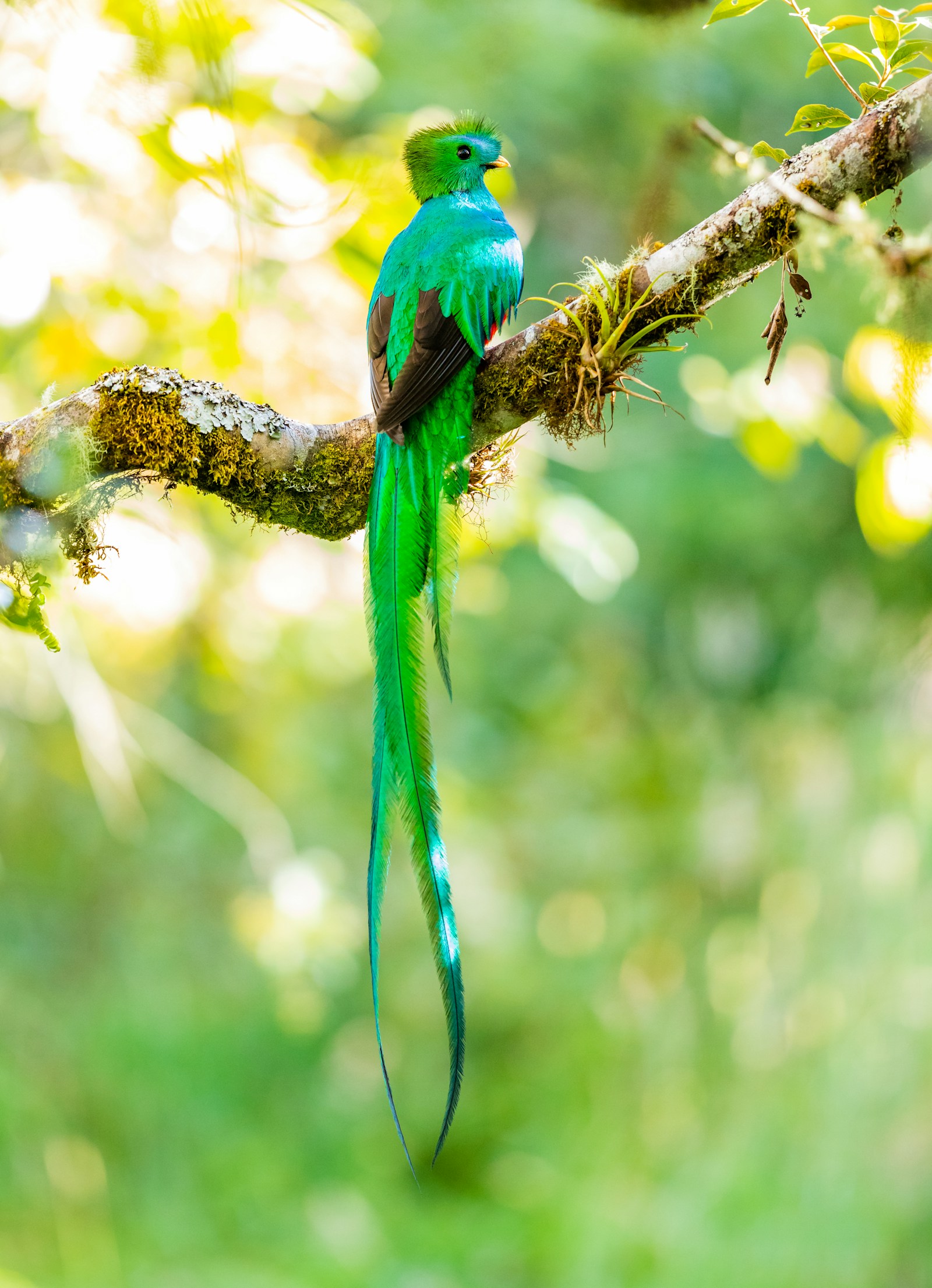 Chasing the resplendent quetzal above San Gerardo de Dota