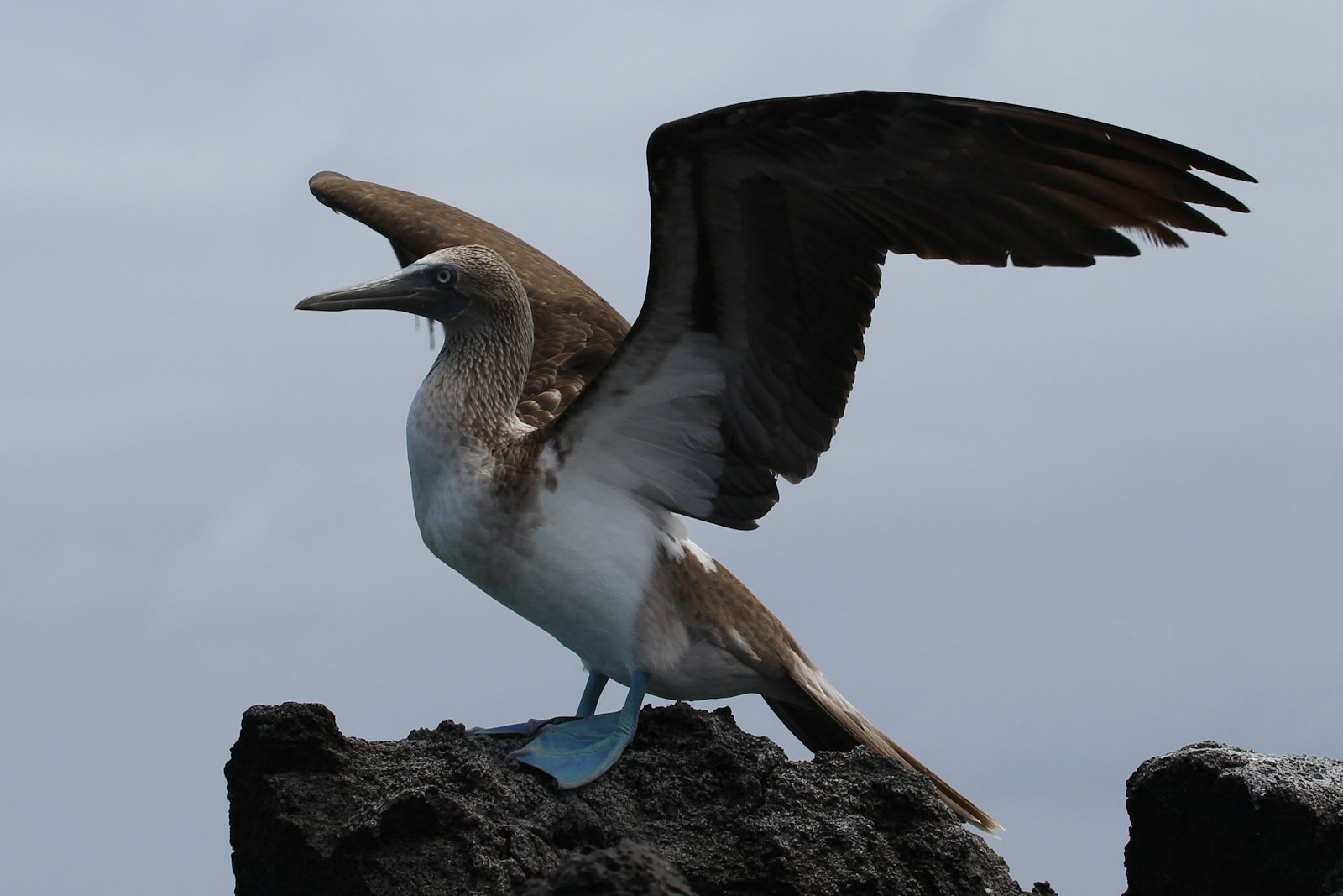 Blue feet and no fear: wildlife encounters in the Galápagos