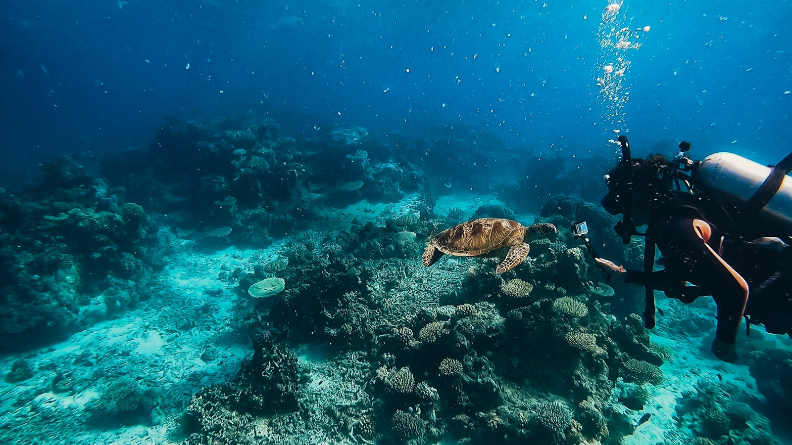 Diving the outer reef on a Great Barrier Reef liveaboard