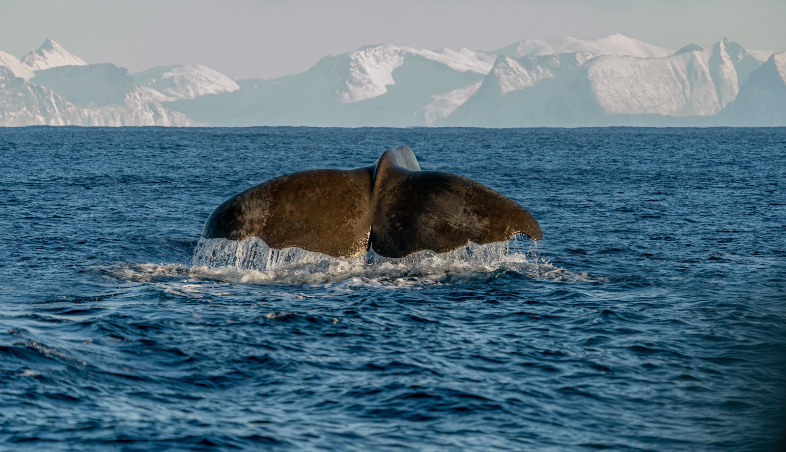 Whale Watching in Kaikoura, New Zealand