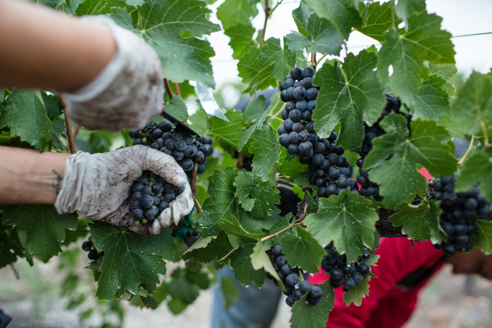 Grape Harvest and Qvevri Wine in Georgia's Kakheti Valley