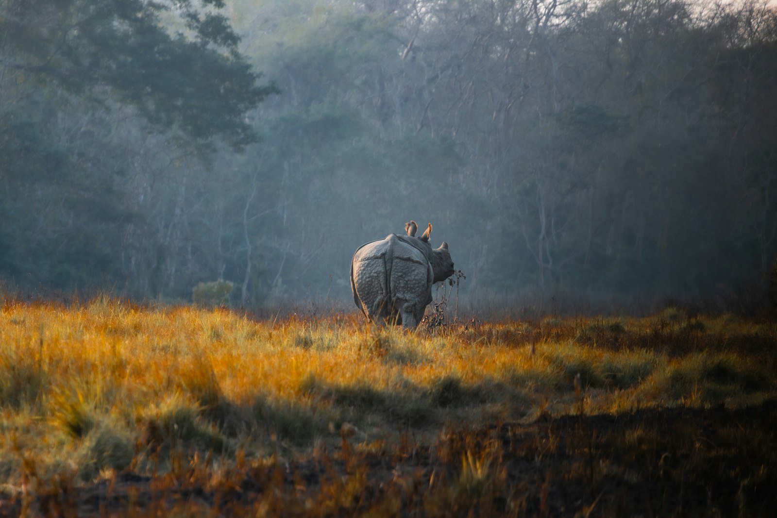 Jeep safaris among Kaziranga's one-horned rhinos
