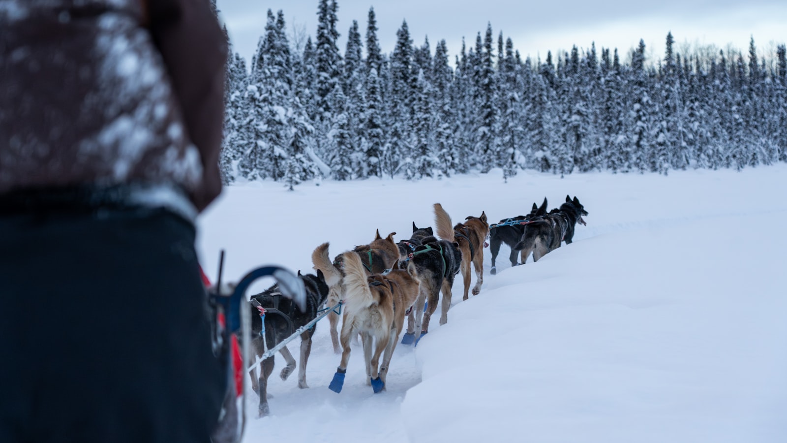 Mushing your own dog sled across Finnish Lapland