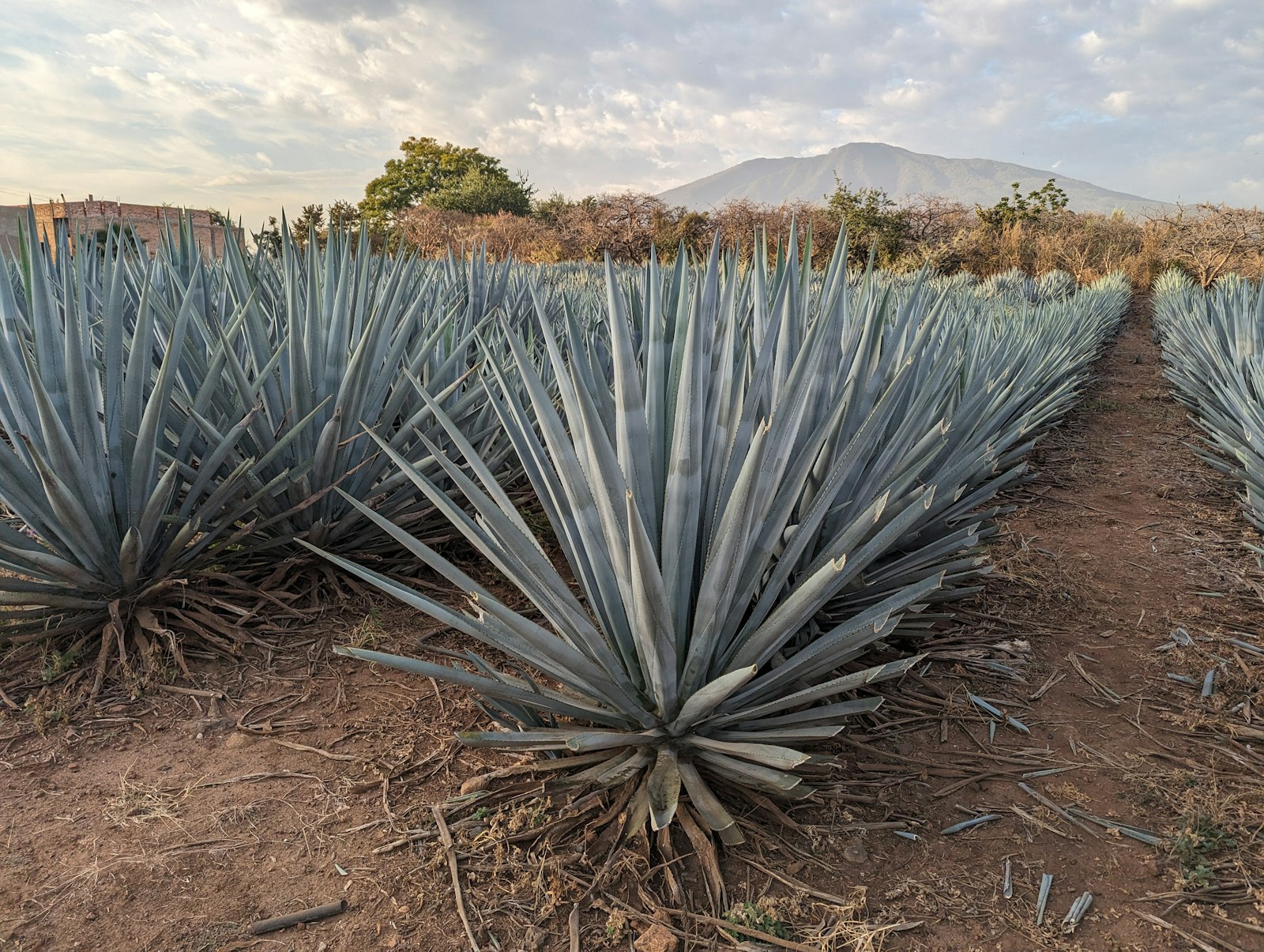 Following the Mezcal Trail Through Oaxaca's Palenques