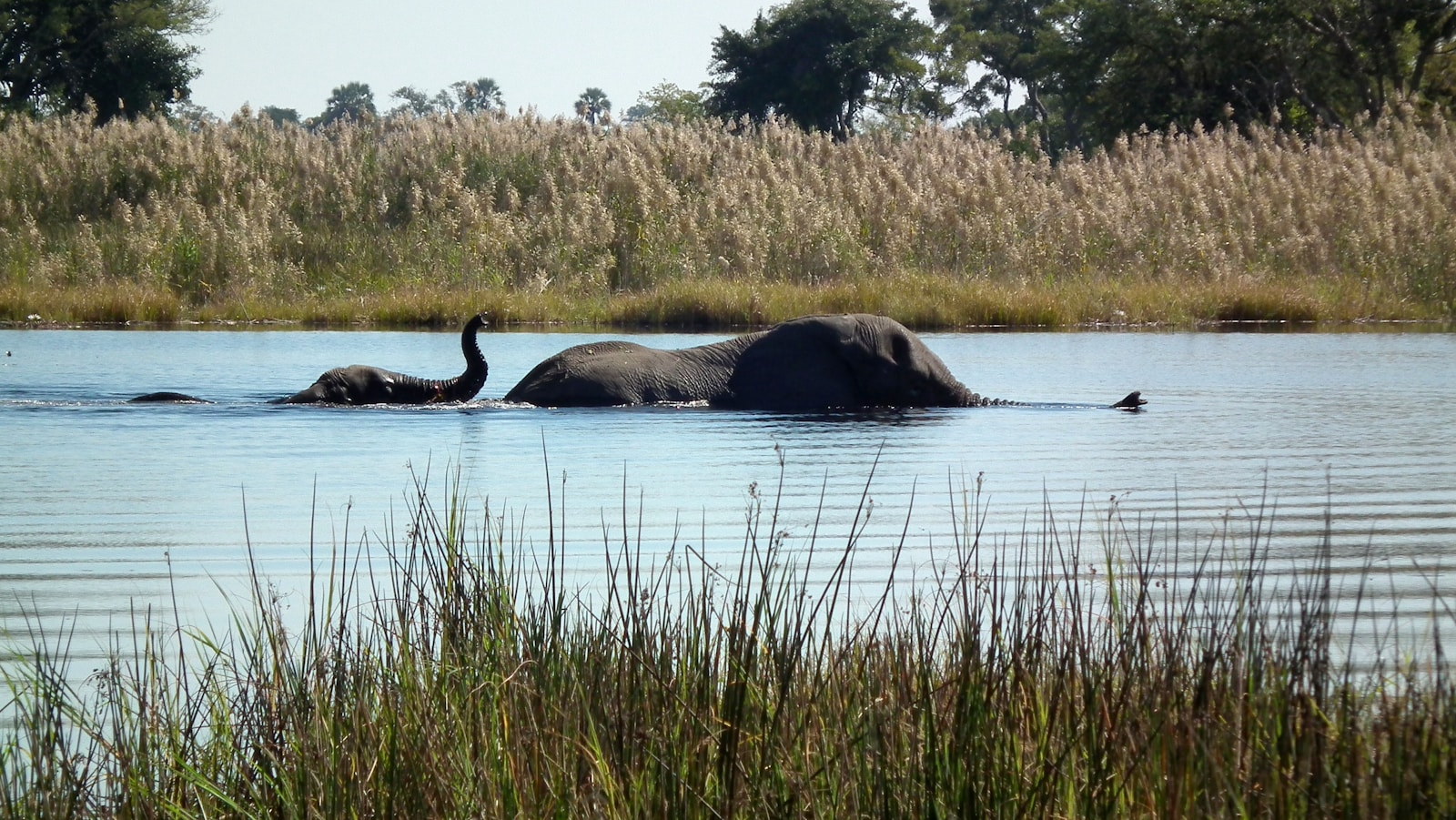 Gliding by mokoro through the Okavango Delta
