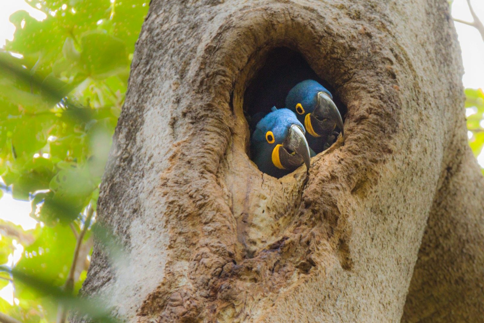 Dawn in a Birding Hide on Brazil's Pantanal