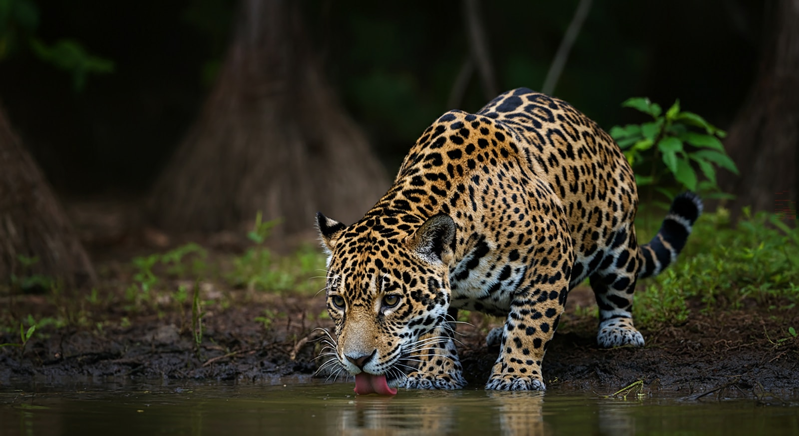 Tracking jaguars by boat in the Brazilian Pantanal
