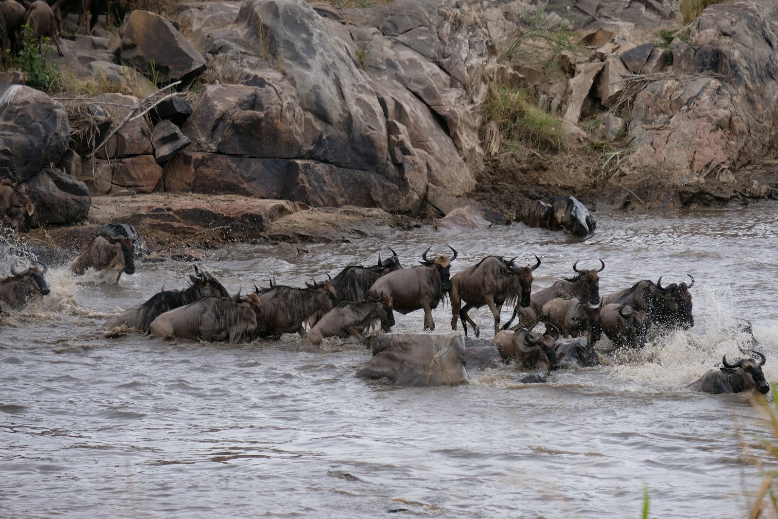 Watching the wildebeest brave the Mara River