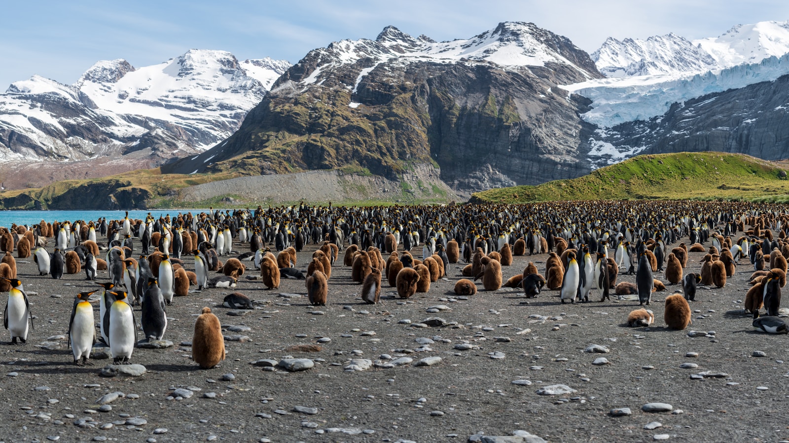 Among a quarter-million king penguins at South Georgia's Gold Harbour