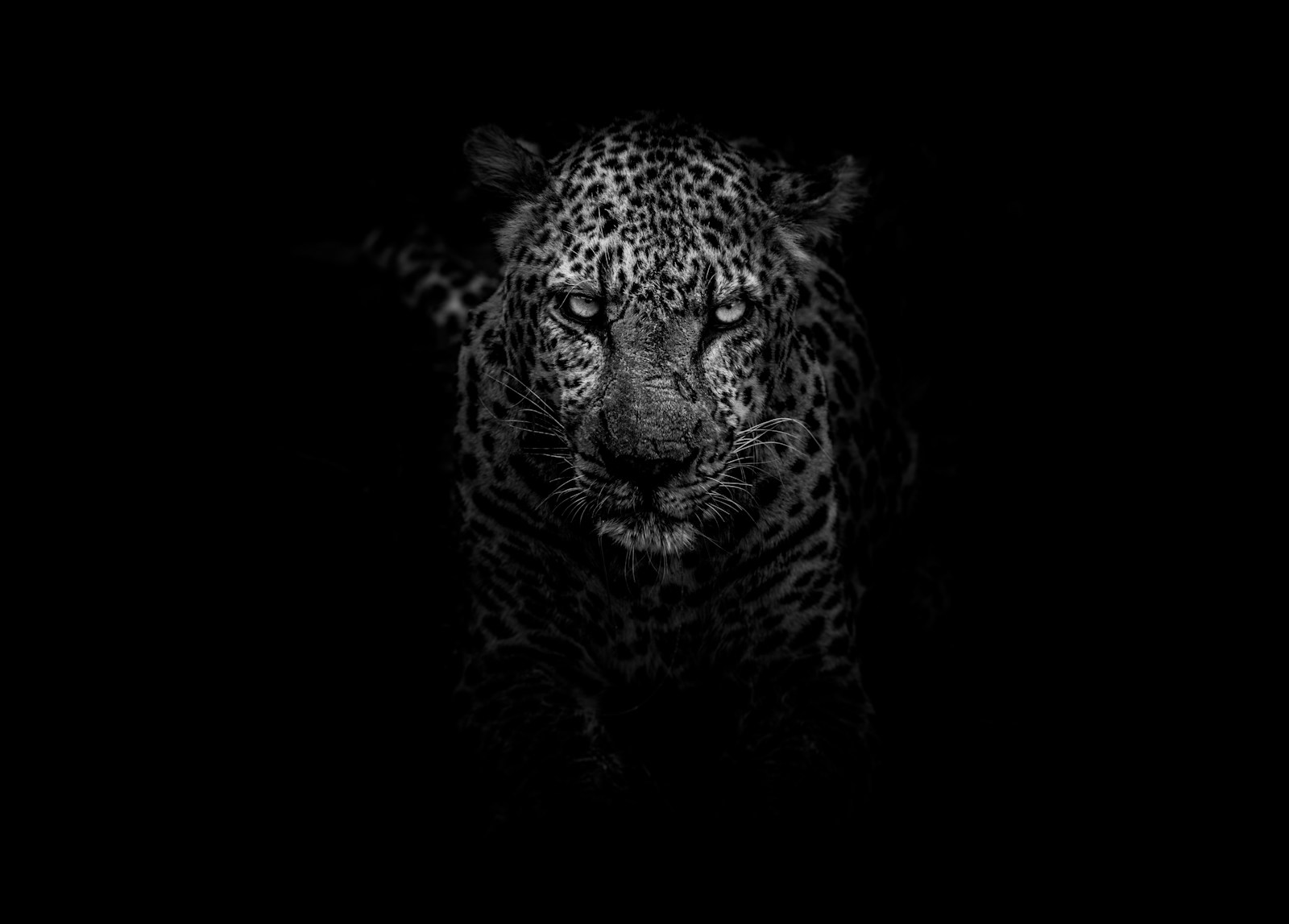 A Night Safari in Zambia's South Luangwa National Park