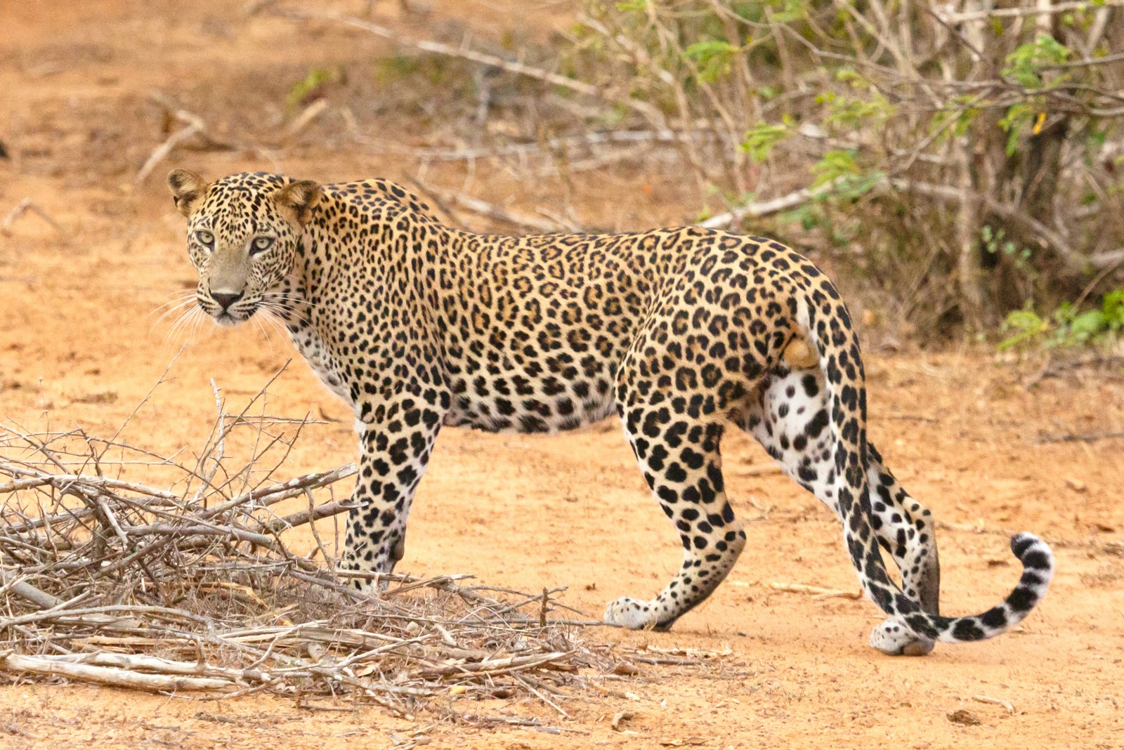 Leopard spotting in the scrub of Yala National Park