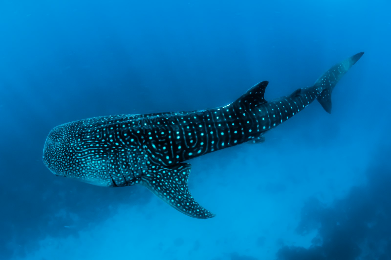 Snorkelling with whale sharks off Mafia Island