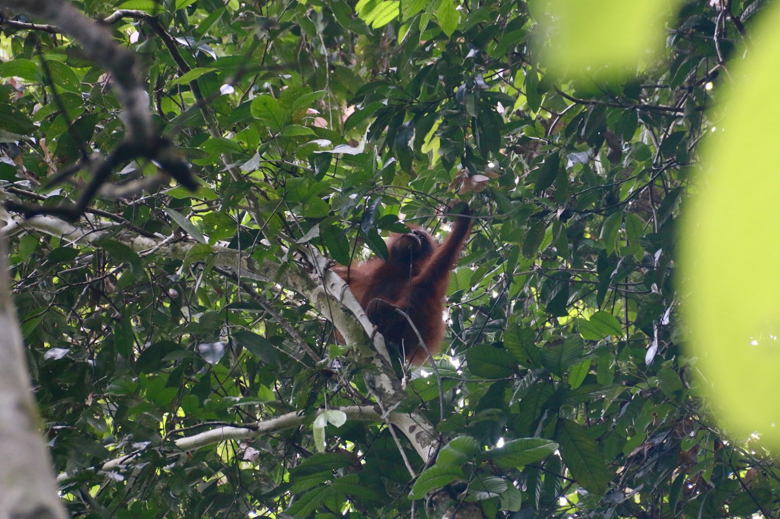 Wild Borneo: orangutans, river safaris and Sabah's rainforest