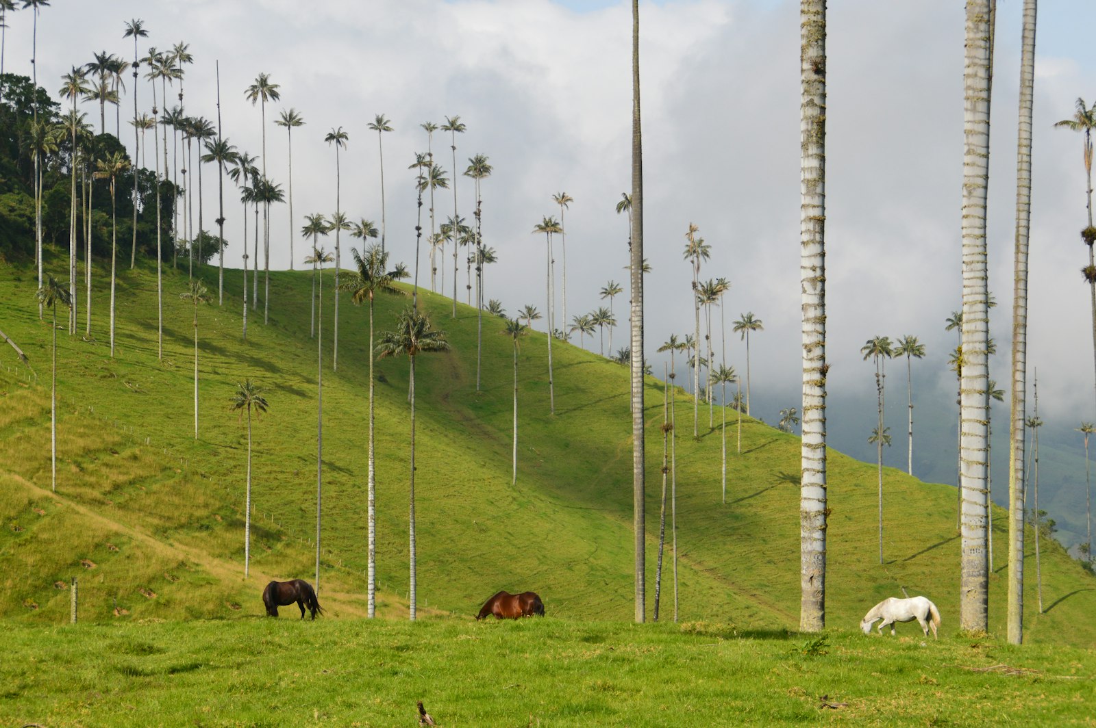 Colombia's Coffee Triangle and Cocora Valley