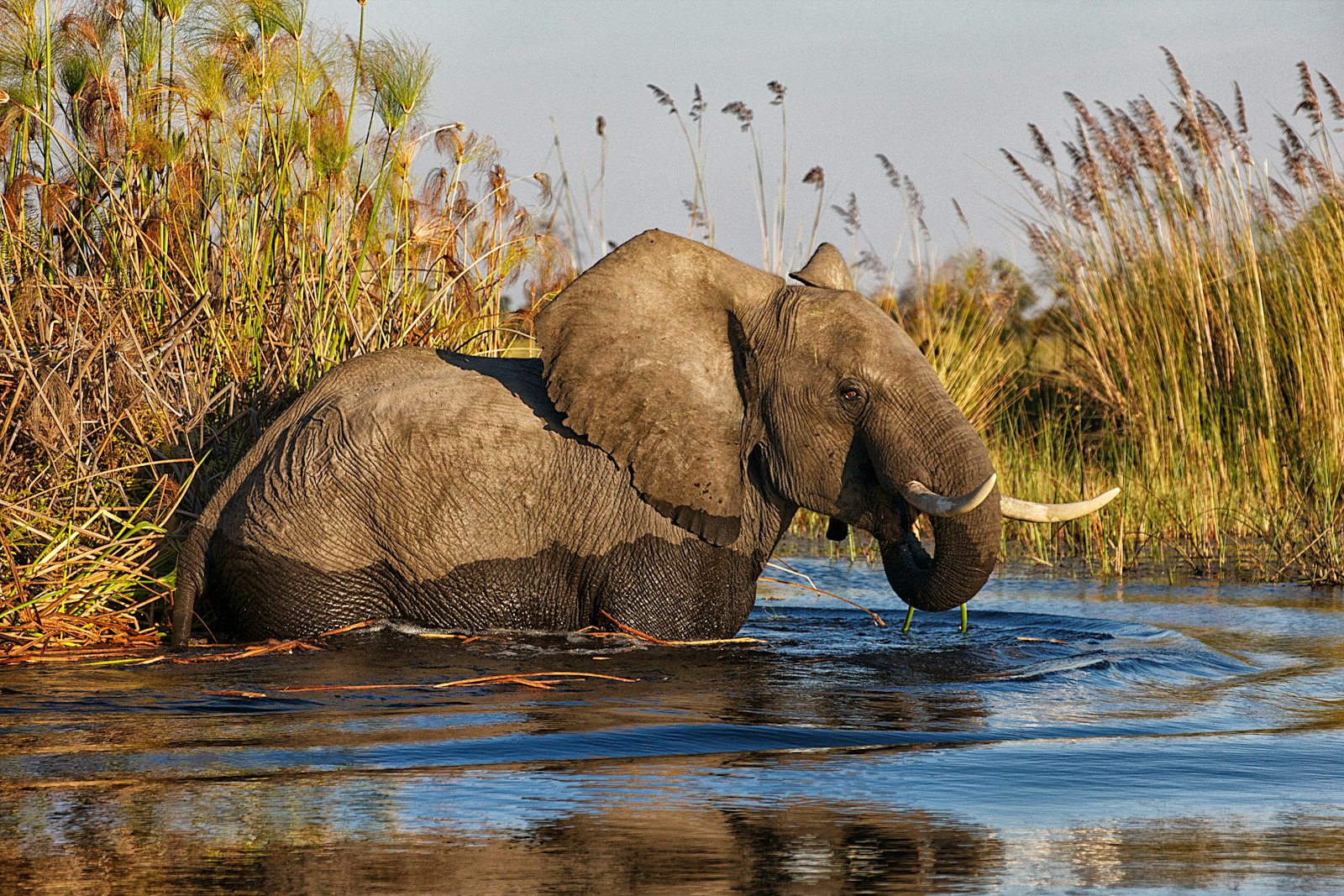 Okavango Delta Mokoro Safari