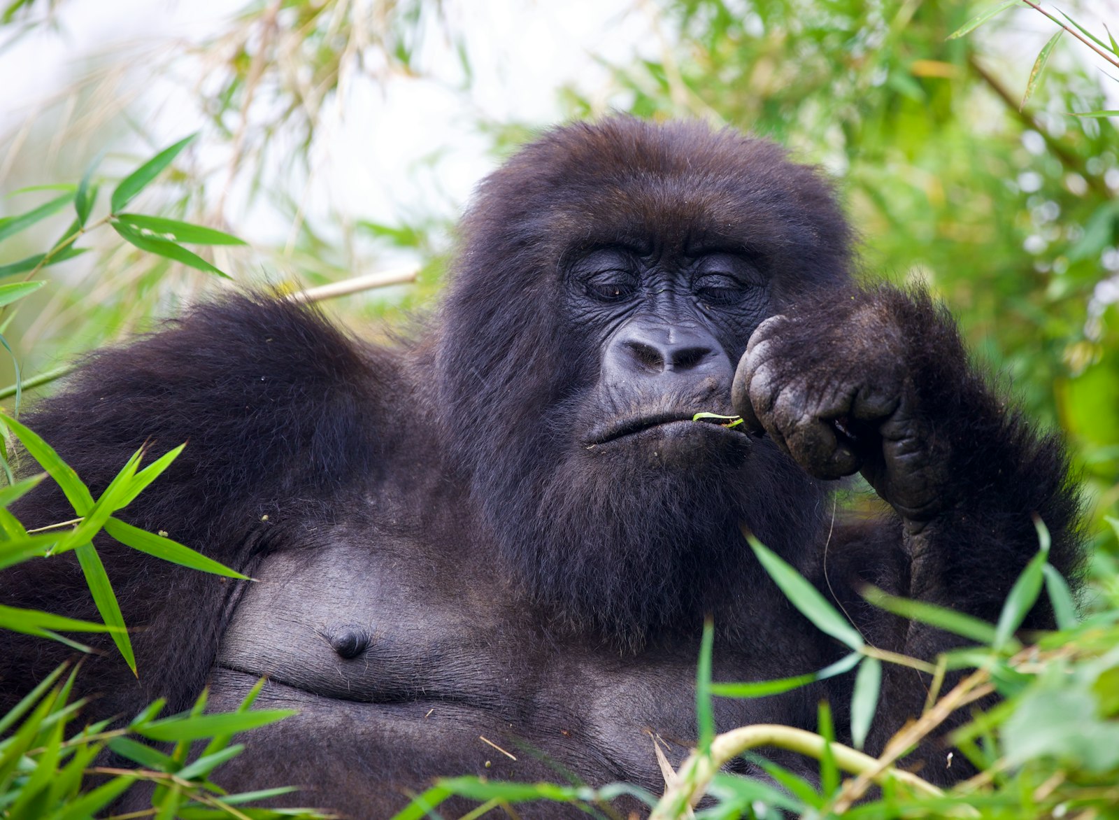 Volcanoes Gorilla Trek and Kigali